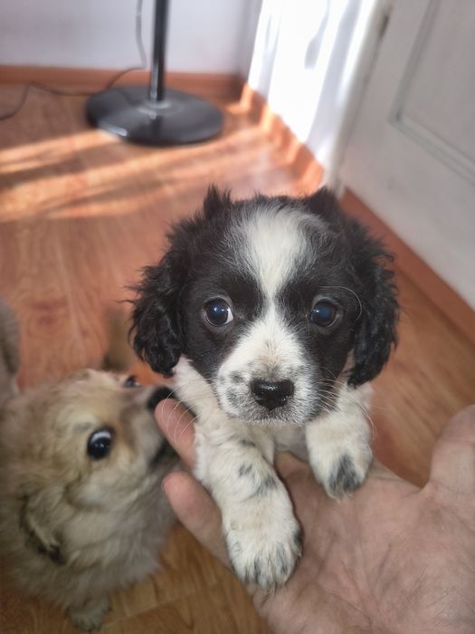 Metis shi-tzu 5 masculi