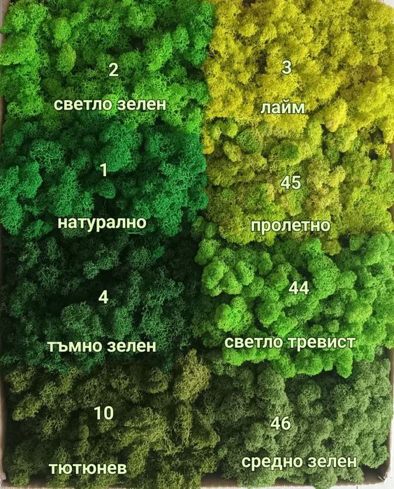 Скандинавски мъх за живи стени, панаСкандинавски мъх