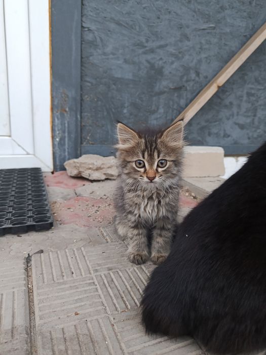 Кошки отдам бесплатно