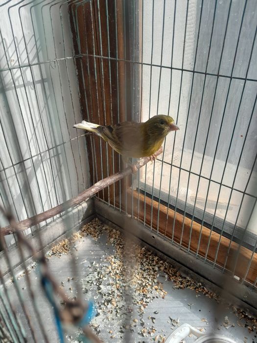 Канарейка самец есть