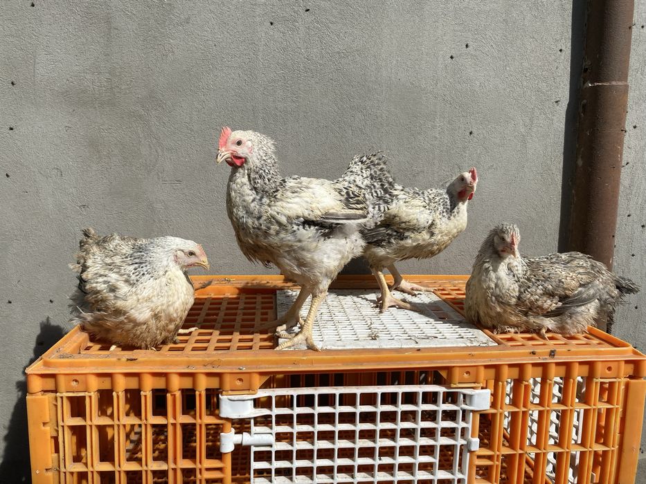 Pui rasa mixtă kabir si porumbaci si gât golaș