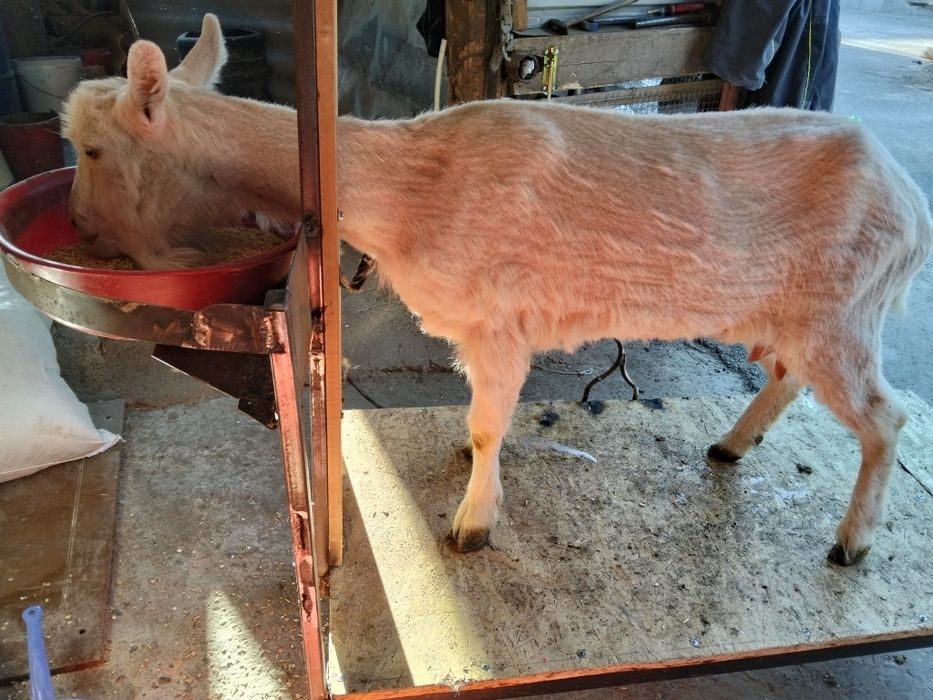 Сүтті ешкі сатылады