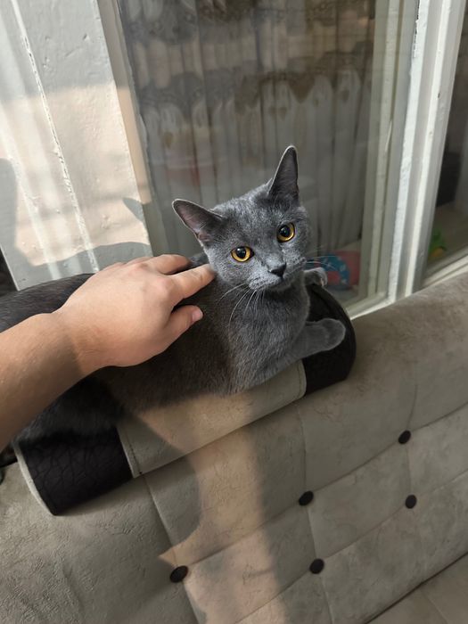 Britanskiy mushuk sotiladi