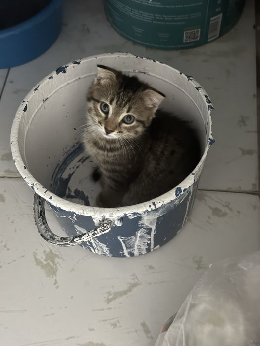 Отдам котят в хорошие руки