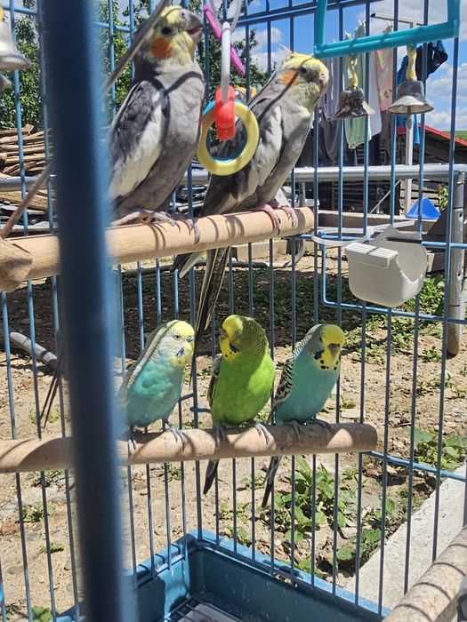 Vând papagali si colivie (nimfe-peruș)