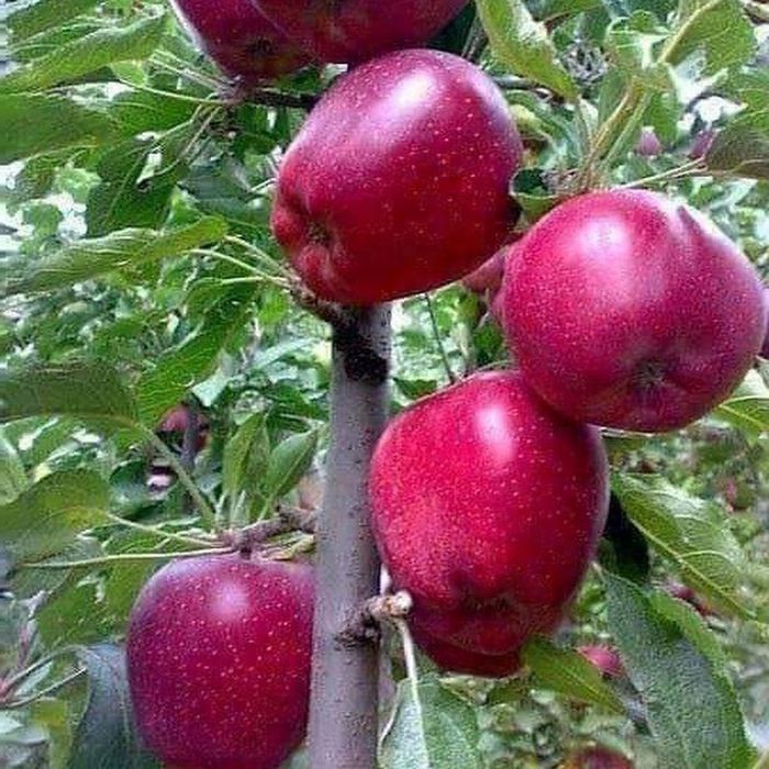 Мевали дарахтлар кучатлари