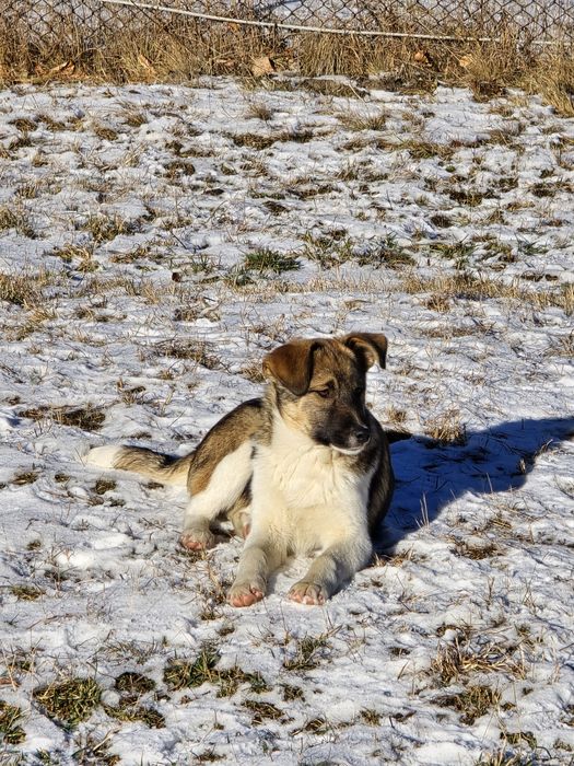 NOU Căței pentru adopție –nascuti la munte, caută familie