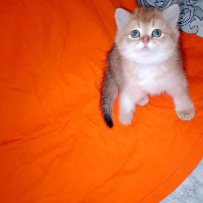 Золотые британские котята