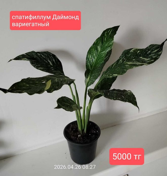 продам комнатные растения