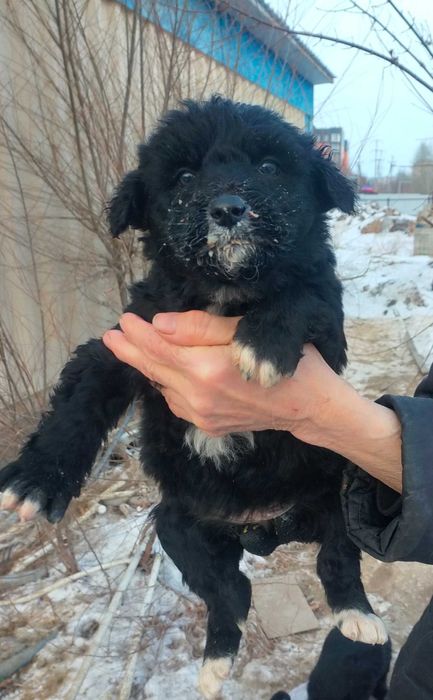 Бесплатно дарим щенков