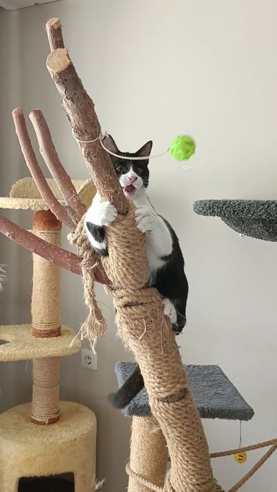 ПЕРЕДЕРЖКА Кошек Зоогостиница