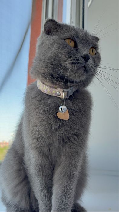 Шотландская кошка