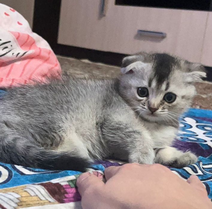 Продаётся вислоухий котенок,мальчик