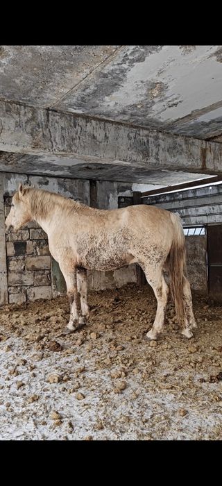 Продам мощного жеребца