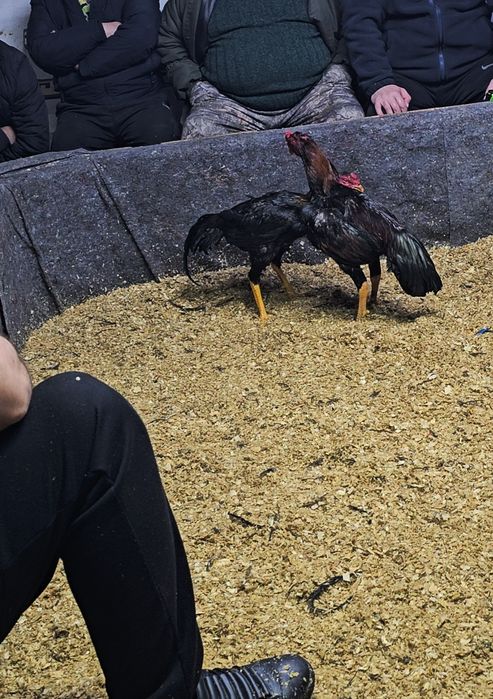 Дакан бойцовая птица