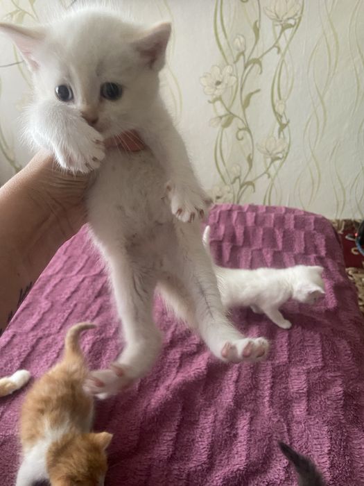 Отдам котят в добрые руки