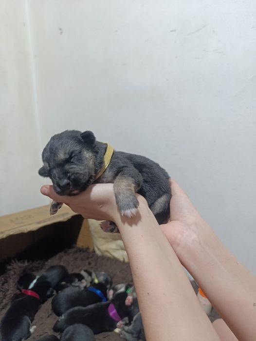 Красивые и классные щенки