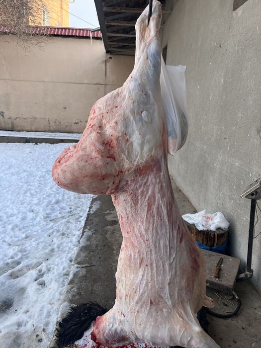 Тирик қўй, қассоб, тирик вазнига