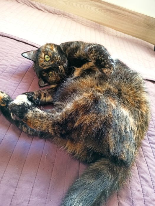 Сонечка в добрые руки