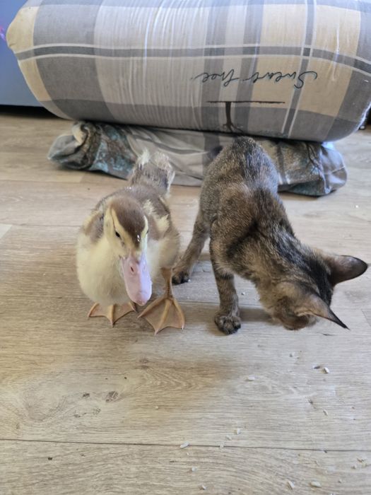 Есть уточки 2 шт продам не дорого!!!
