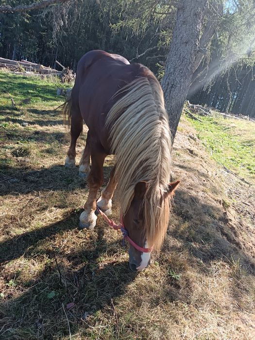 Vând Armăsar 2 ani