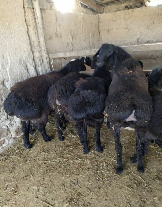 Қой. Кой. Баран. Баранина.Мясо. Қой еті.