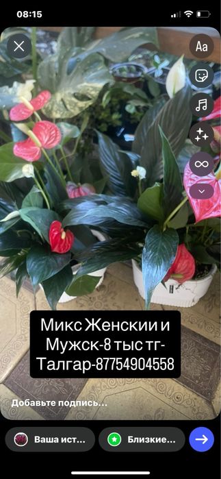Монстера,Антуриум,Цикас,Алоказии