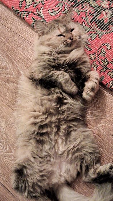Кошку отдам в добрые руки