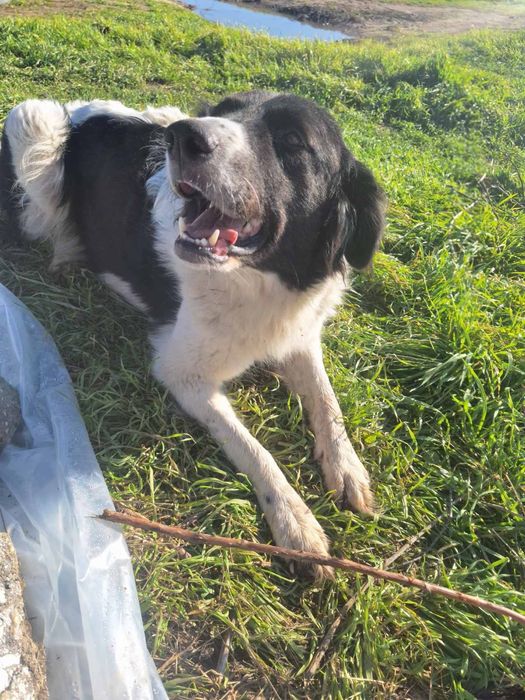 Подаряват се 6 броя малки кученца.