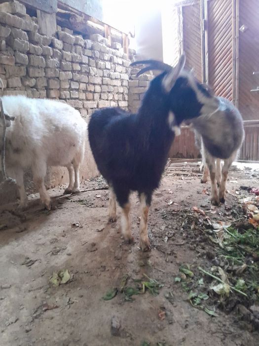 ассалому алейкум солик эчкилар сотилади 2.5  3 литргача сути бор