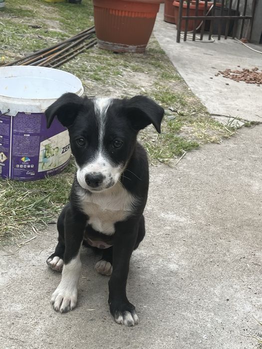 Două cățelușe adorabile își caută o familie iubitoare
