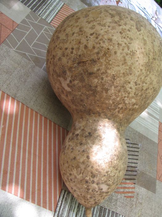 Тиква Кратуна узряла, суха ,твърда пълна със Семена , може за колекция