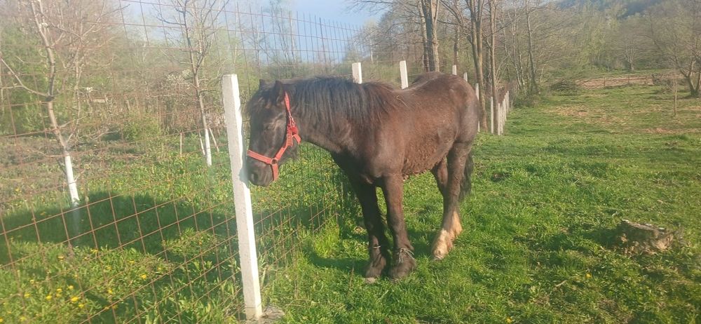 Manji de un an de vanzare