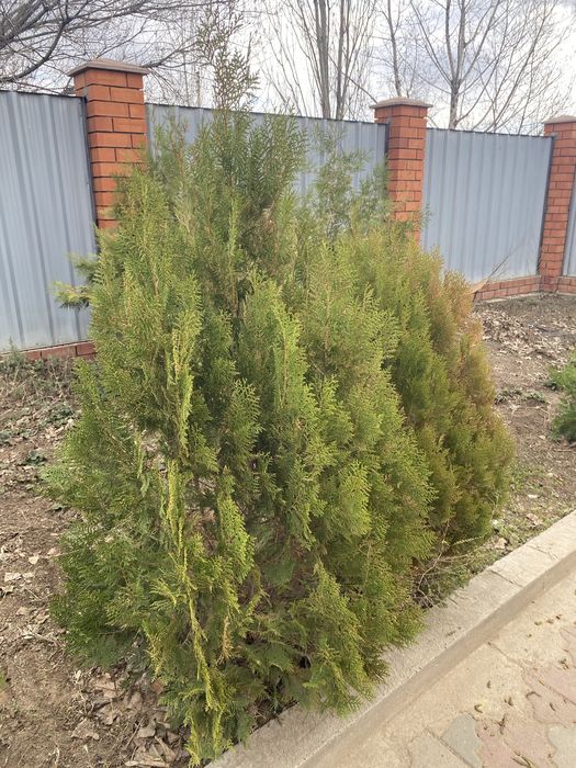 продам туи, высокие