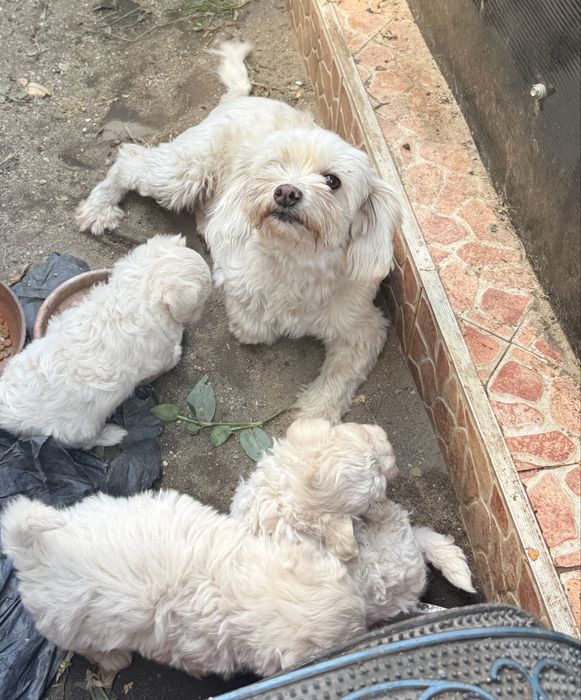 Bichon doi masculi si o femela