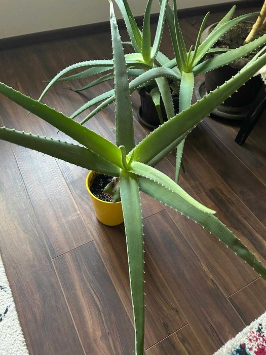Aloe Vera in ghiveci, inaltime H45-75 cm