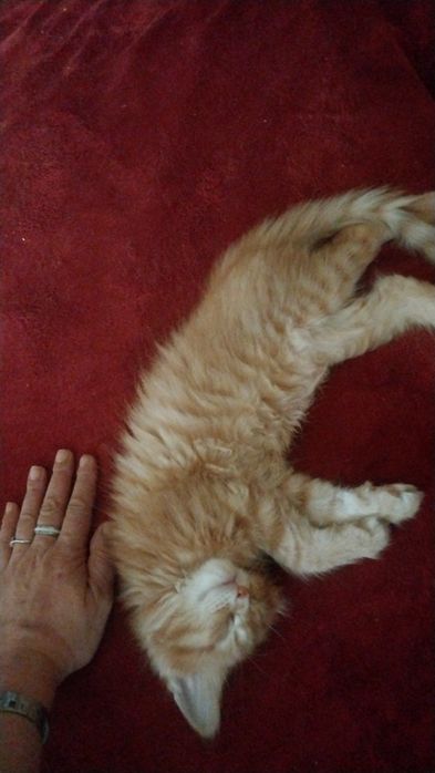 Котята Мейн куны