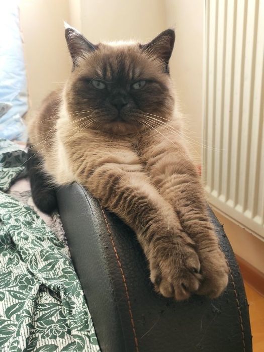 Шотландская девочка с документами  WCF