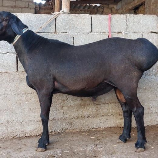 Qo’chqor qo’y bor qurbonlikka