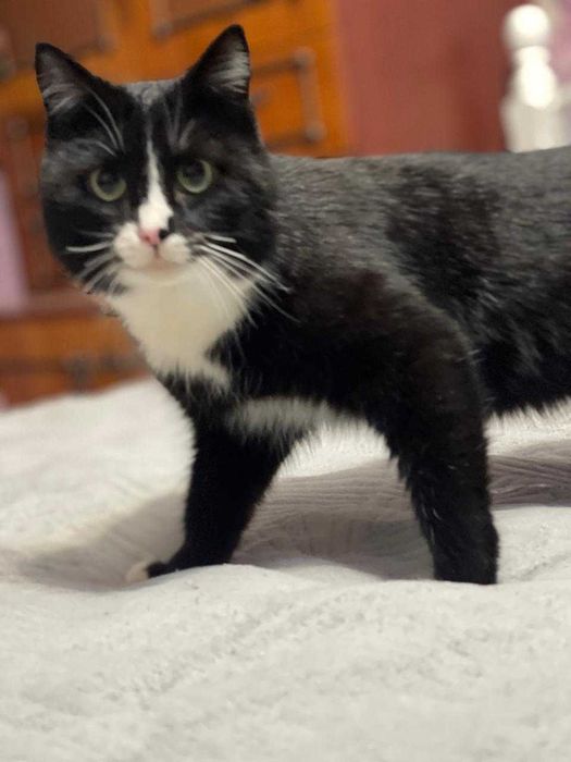 Отдам кота в хорошие руки