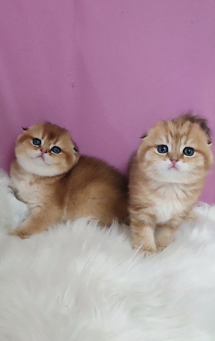 Золотая шиншилла девочки