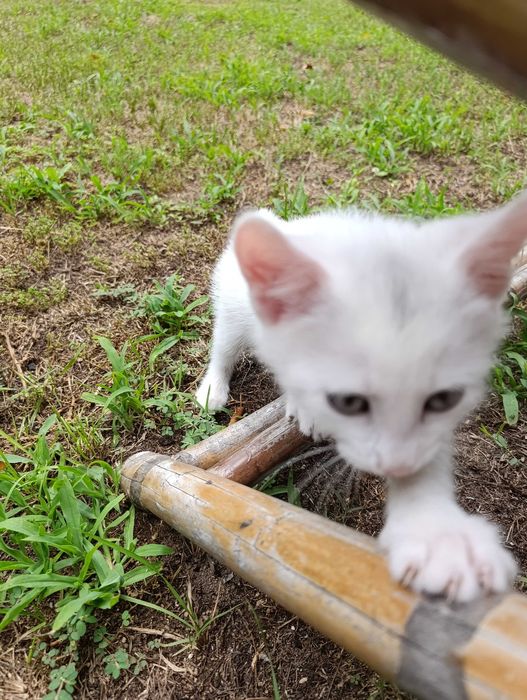Котета на 7 седмици