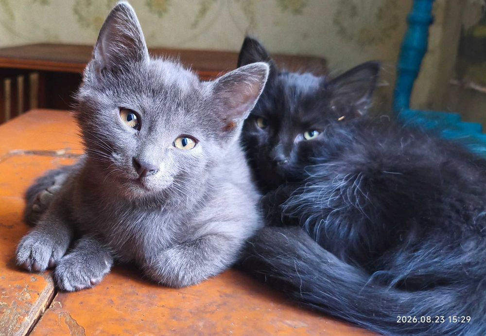 Отдам котят в добрые руки