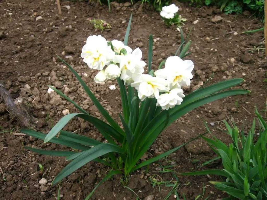 Луковици Нарцис, Зюмбюл и Минзухар