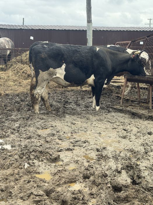 Продаются коровы