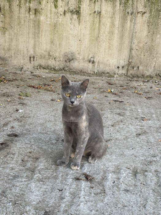 Adoptie motan Bucuresti-Ilfov