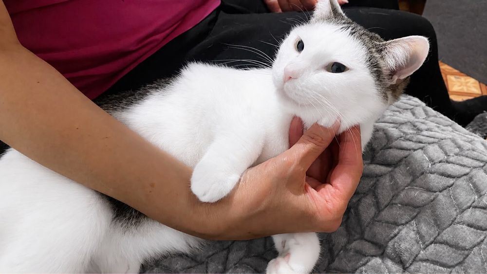Ласковая кошка Бесплатно