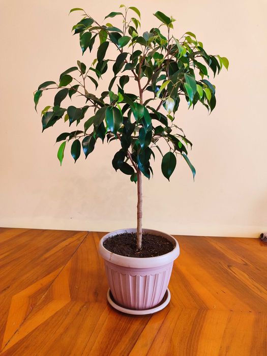 Фикус Бенджамина