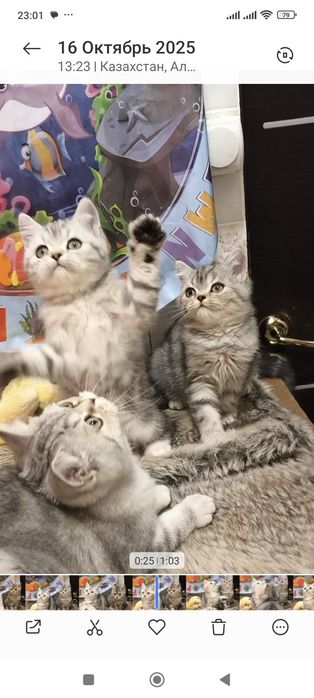 Самые красивые брит тоанские котята