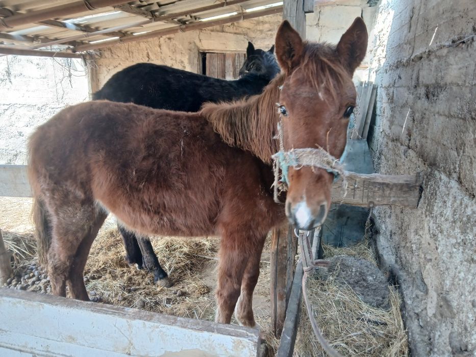 Продам лошади срочно